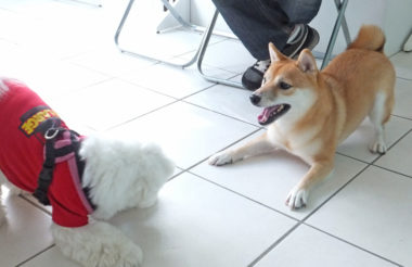 マルチーズとシバ