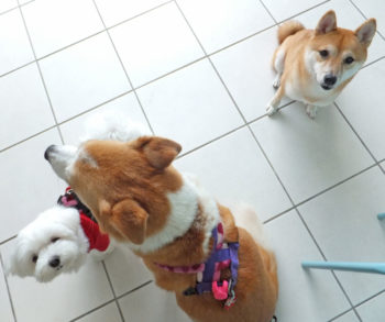 上を見上げるマルチーズとシバ　