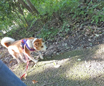 公園を散歩中