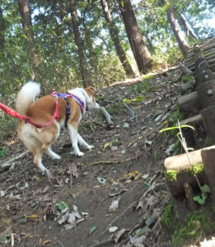 坂道を登る
