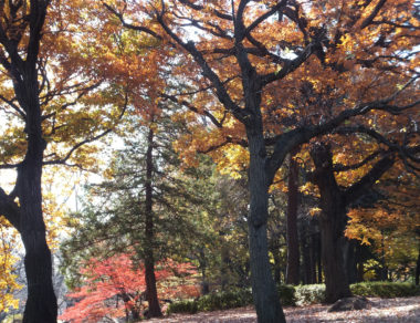 公園の木々
