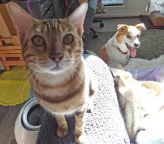 18-hina1-10 濃茶猫を後ろからチラ見するひな