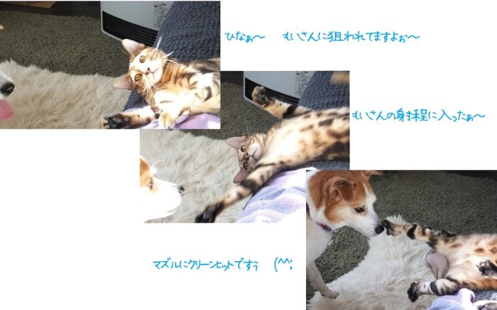 18-hina1-11 濃茶猫パンチ炸裂 3コマ