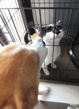 18-hina1-6 舐めて欲しそうな猫
