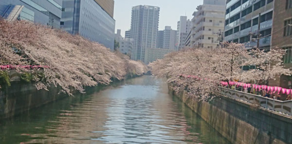目黒川の桜