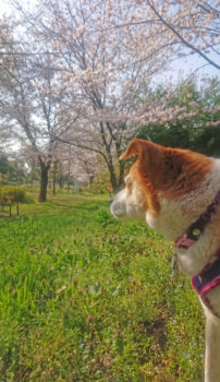 ひなの横顔と桜