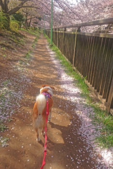 花びらの中を散歩