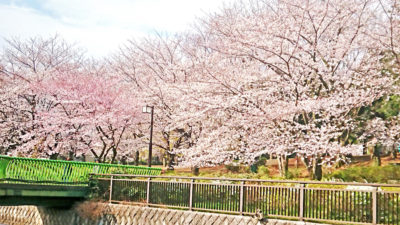 祖師谷公園の桜