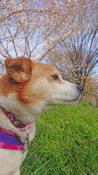 ひなの横顔と桜