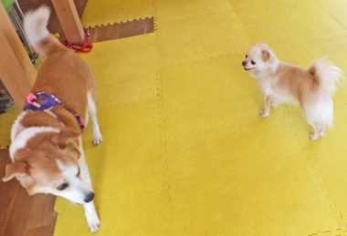 18-hina4-2 チワワとひな まだ距離あり