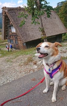 18-hina8-1 茅葺屋根とひな