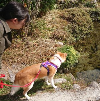 18-hina8-3 池の中を覗き込む