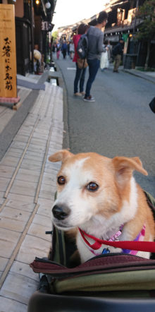 18-hina8-5 高山をカートで散策中