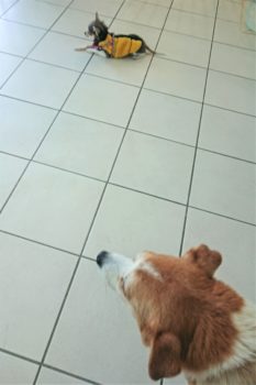 チワワとひな
