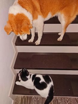 19-hina5-4 上から猫を見下ろすひな