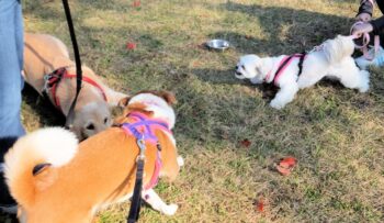 1yr1mo-23-12 ひな先生に止められるゴールデンパピー、吠えるマルシー