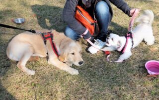 1yr1mo-23-13 吠えるマルシーを無視するゴールデンパピー