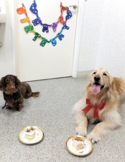 1yr1mo-23-17 ケーキの前でフセマテをする、ゴールデンとM・ダックス