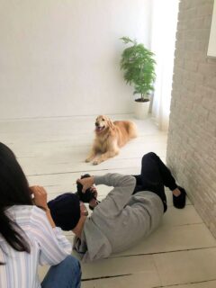 1yr1mo-23-18 フセ・マテで撮影中のゴールデン