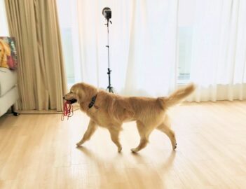 1yr1mo-23-20 リードを咥えて歩くゴールデン