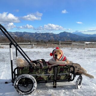 1yr1mo-23-23 カートに乗って、雪の上にいるゴールデン