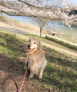 1yr1mo-23-25 桜とゴールデン