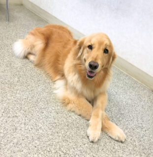 1yr1mo-23-3 前足をクロスして伏せるゴールデン
