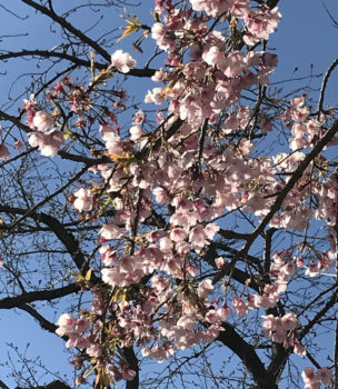 20-hina2-1 桜