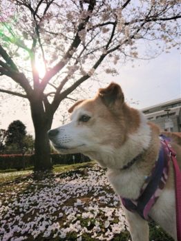 20-hina2-8 桜と夕日とひな