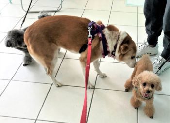 トイプーズと挨拶中のひな