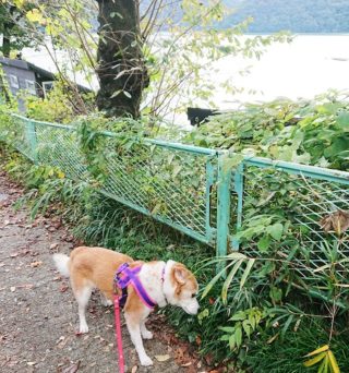 20-hina4-6 湖畔を散歩中