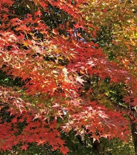 20-hina5-3 紅葉のモミジ