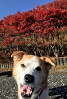 20-hina5-4 紅葉をバックに笑顔のひな