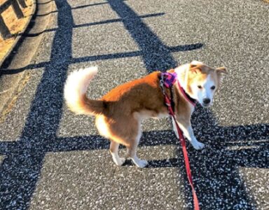 21-hina1-9 シッポを上げて歩くひな