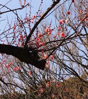 梅の花