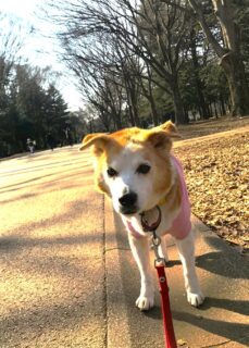 22-hina1-6 公園で佇むひな