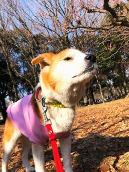 22-hina1-7 空気のニオイを嗅ぐひな