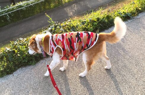 22-hina2-6 公園散策中のひな