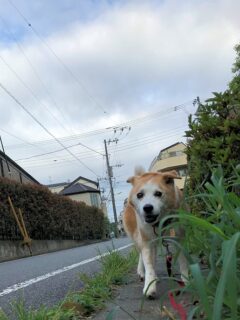 22-hina3-1 近づいて来るひな