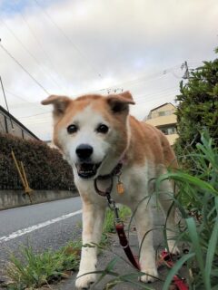 22-hina3-2 近くまで歩いて来たひな
