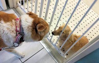 22-hina3-3 鼻を突き合わせるひなとダックスちゃん