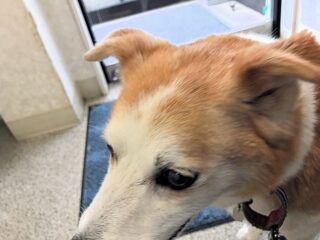22-hina3-7 不安げな顔のアップ