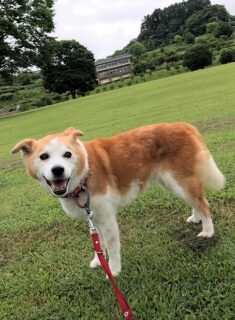 22-hina3-8 芝生の上に立っている、ひな