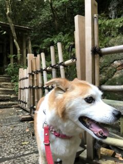 22-hina4-2 滝の前でカメラから視線を外すひな
