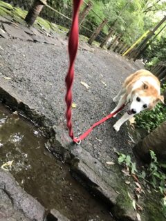 22-hina4-4 湧き水の流れる小道を歩くひな