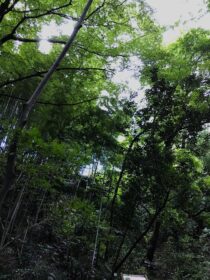 22-hina4-5 木の隙間から見える青空