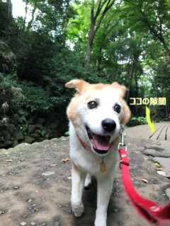 満足げなひな