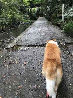 22-hina4-9 遊歩道を歩くひなの後ろ姿