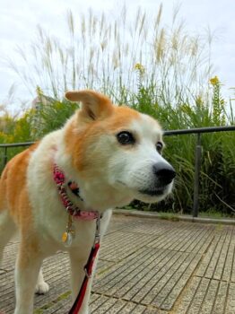 22-hina5-10 大ススキと一緒に写真撮影するひな