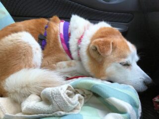 22-hina5-4 助手席で寝るひな